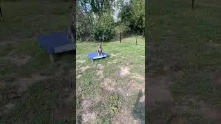 Ice interrupts Honey&rsquo;s training sessions #dogs #treezyinc #dogbreed #puppy