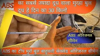 Abs top murrah bull | Abs bahubali murrah bull | abs semen price | abs sexsed semen 