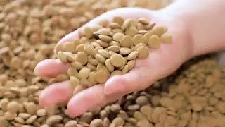 How to Make Pet Food Dog Cat Food ?