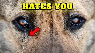 Top 10 things you do that Your dog hates you for - MUST WATCH