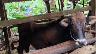 Sapi kurus kurang gizi, 5 ekor tdk ada yg gemuk