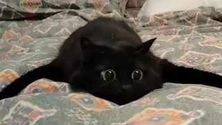 Funny Cat & Dog Compilation 🤣🤣Best Cat Memes of 2025