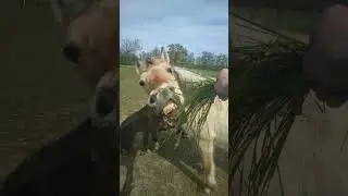 True friendship