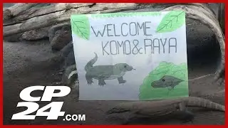 New names for Komodo dragon siblings at Toronto Zoo