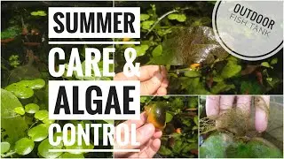 SUMMER CARE & ALGAE CONTROL FOR MY OUTDOOR FISH POND || ALGAE PROBLEM SOLVED || OUTDOOR FISH POND