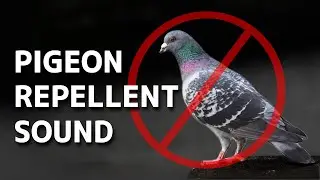 Repel Pigeons with High-Frequency Sound