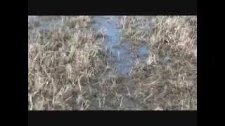 Steyr Hunting 5 50m-130m