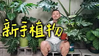新手也能做的植物空间！平价好养绿植推荐