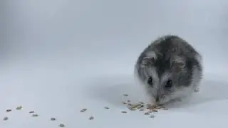 Sir Hammy eating sesame seeds