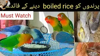 Boiled Rice for Birds | Boiled rice Benefits for Birds | A&N Birds