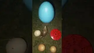 Glowing egg  #creepynight #scarynight #eastereggs