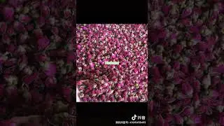 Wholesale Flower Scented Tea Chinese Herbal Tea Trade 批发零售花茶中藥材贸易 Tea Blend Functional Herbal Tea