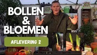 Bollen 2025 - aflevering 2