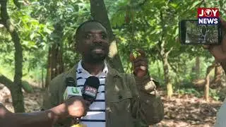 Ghana Cocoa Crisis: Government Indecision Is Hurting Farmers &mdash; Miracles Aboagye