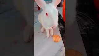 My Baby Bunny 🐰 #rabbit #bunny #babyrabbit #play #cute #bunnybaby #animal