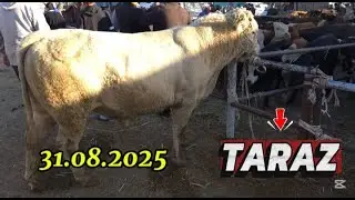 ІРІ ҚАРА БАҒАСЫ / ТАРАЗ МАЛ БАЗАР