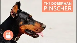 All About the Doberman Pinscher - Traits and Training