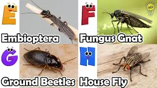 Abc Insect Song | A to Z Insects Song | Insects Alphabet song | Phonics for Kids
