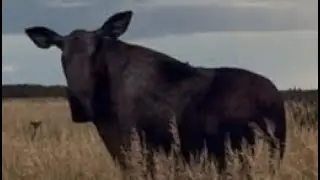 Alaska Hunting Midlayers