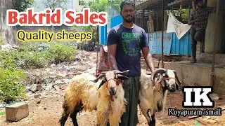 Bakrid sheep Sales (Watch till end) #2024 #bakrid #sheepfarming