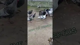 I have become the leader of Turkey #rural #village #animals