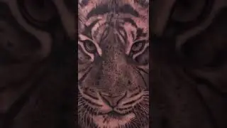 Tiger Tattoo Realism &mdash; Power, Focus, and Precision 🐅