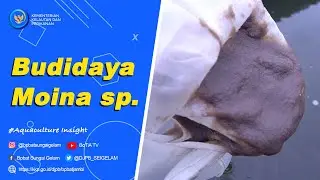 Budidaya Moina dengan Media Chlorella #Aquaculture #insight 03