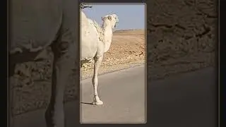 Climate Change: Danger to Humanity ..?| VIRAL VIDEO |SAUDIARABIA |SNOWFALL|| PAPERCUTMEDIA |