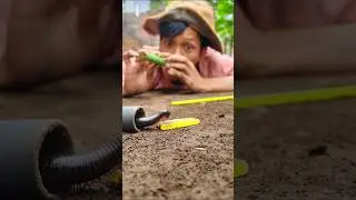 Smart people, Clever methods to conquer and tame millipedes #shortvideo #millipede