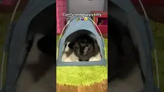Take your kitties camping too! Mine loves it!😭❤️🏕️ #cats #camping #tent #catfyp #fyp #cattent