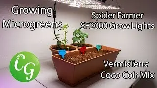 Growing Microgreens indoors with Spider Farmer Grow Light SF2000 and Vermisterra Coco Coir Mix