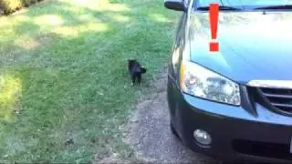 Car Alarm Scares Cat