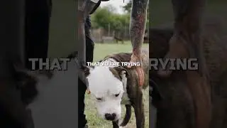 Стоит ли приучать собаку к наморднику?