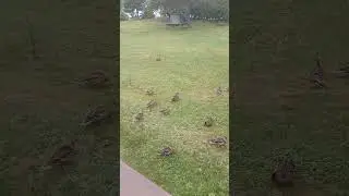 It Was Showing Ducks! #ducks #duck