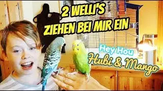 Wellensittich Hubi und Mango | Fabio's Vlog | Wellensittiche ziehen ein
