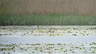 Smarkus vėjas pauk&scaron;čiams nebaisus!