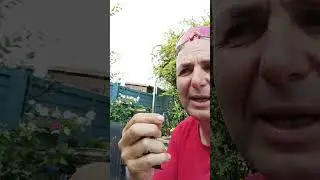 LEL 2025. E31. La alimentaci&oacute;n para la prueba con Crown. Sport Nutrition. Parte II