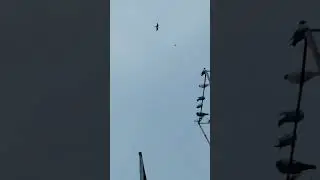Falcon attacked on pigeon.indian pigeons.trending video. Kashmiri kabutar