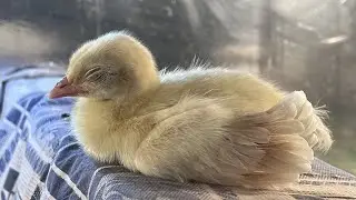 Moor Ky Chicks 🐥 | Moor Aur Turkey Birds Ky Chicks 🐥