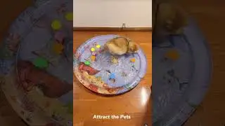 Interactive Pet Dog Water Bed Pad Sensory Cat Water Play Mat China Manufacturer #cat#catplays