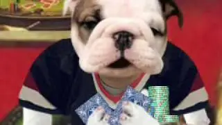 Poker Dog Animation | I'm a Poker Playa Song