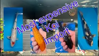 Top quality koi from south of Japan takigawa omosako and oyama stunning 🤩 wow #koi #fish #quality