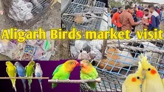 Aligarh Birds Market  Kaha h // Aligarh ki bird market kaha h