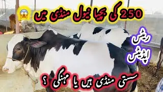 Navel Mandi Main Chotey Maal Ke Rates😱 | Rates Updates | Sasti Mandi Hain? | Bakra Eid Season 2025