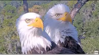 NEFL Eagles ~ Gabby & Beau A Morning Of Love 💖 Mating & Mating Attempts + Two Fish Gifts! 11.15.25
