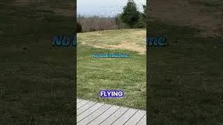 @carleenabertram: River cree que podr&iacute;a atrapar un p&aacute;jaro jajaja 🤣 #perro #videosdeperros