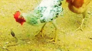 Cock Eating Snake | Watch how a snake is eaten by cock | cock vs snake fighting | fun valley
