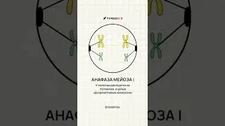 90% завалят этот тест по картинкам 🧬