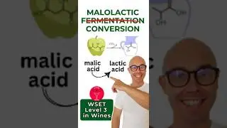 MLF Malolactic Fermentation aka Malolactic Conversion I WSET Level 3 in Wines