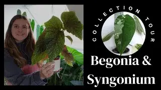 Syngonium & Begonia Collection Tour🪴🌿🌱
